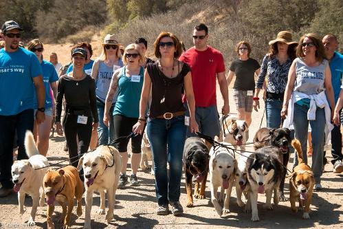 Best therapy for dogs in Niagara Dog Bowen