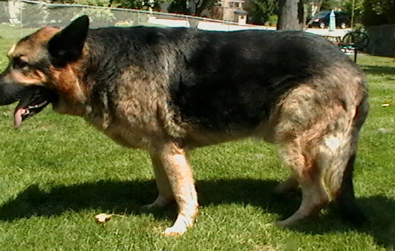 german shephard with hind end weakness